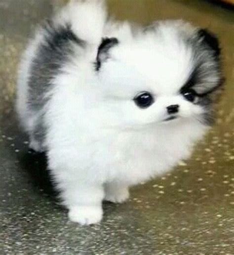 Pomeranian Fluffy Cutest Puppies Pets Lovers