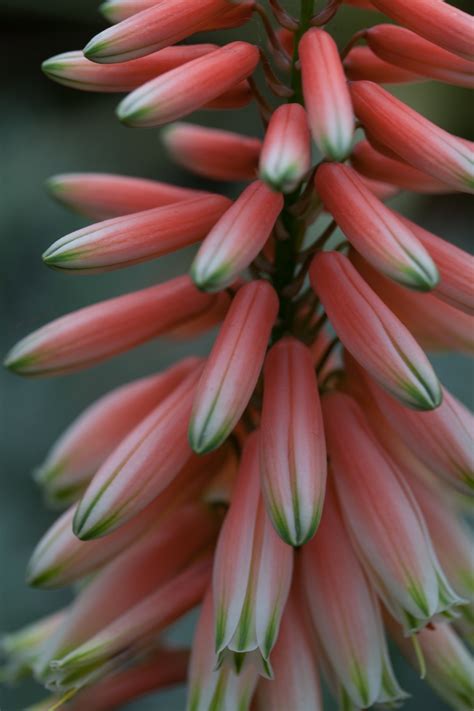 Veltheimia Capensis Elephants Eye Forest Lily Quarobe Sand Lily