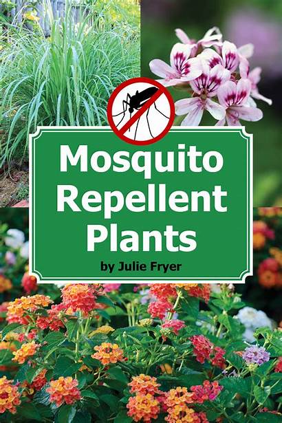Plants Mosquitoes Repel Mosquito Garden Repellent Lemongrass