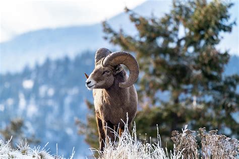 Ram Male Bighorn Sheep Standing On The Edge Of A Cliff With Fros