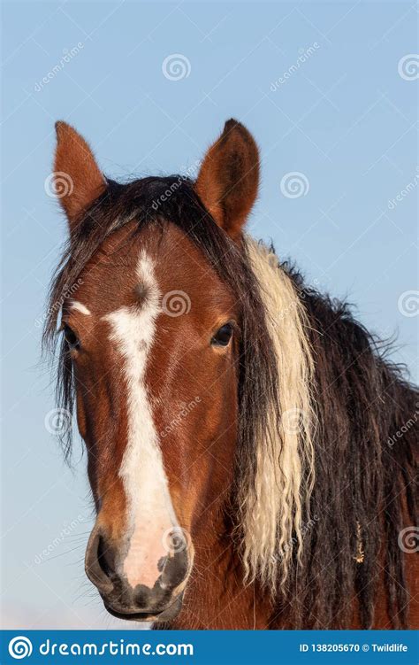 Beautiful Wild Horse Portrait Stock Photo Image Of Portrait Mustang