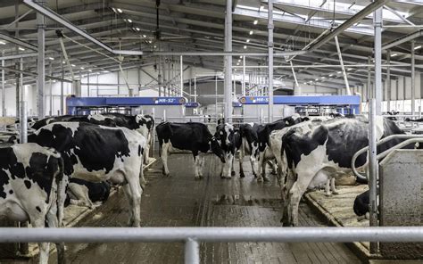 Milking Equipment Dairy Farm Chinook Farm Innovations