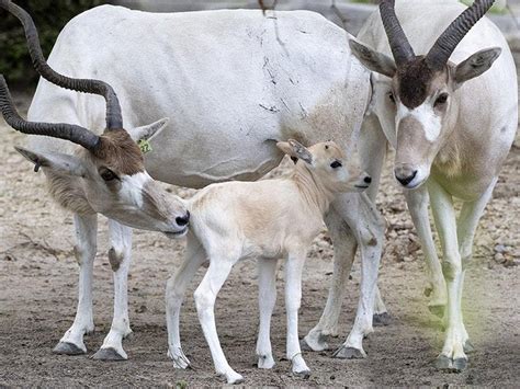 Zoo Miami Sanctuary Welcomes Births Of Six Animals From