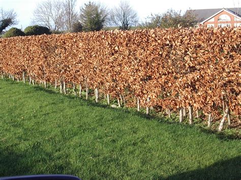 3 Green Beech Hedging Plants 2 Year Old 2 3ft Tall 60 90cm Fagus