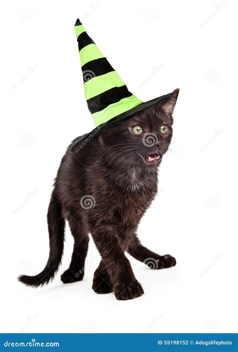 Black Cat Wearing Halloween Witch Hat Cute Little Eight Week Old Kitten