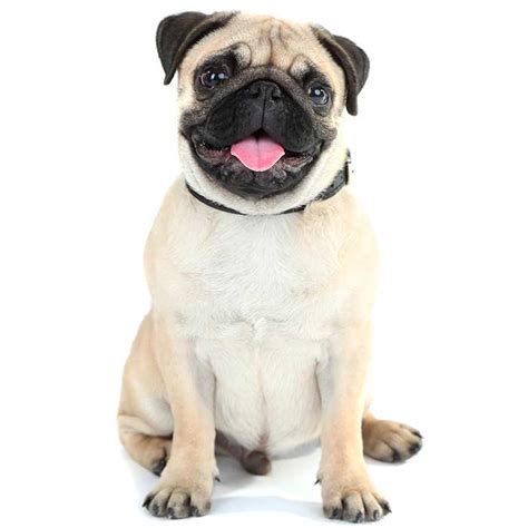 Pug Dog Breed Information Temperament And Health