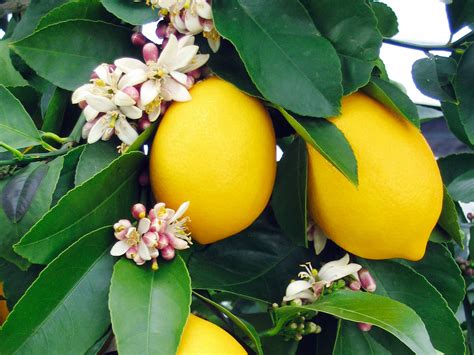 How To Grow A Eureka Lemon Tree