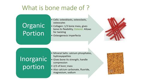 Bone Intro Cells Organic Inorganic Youtube
