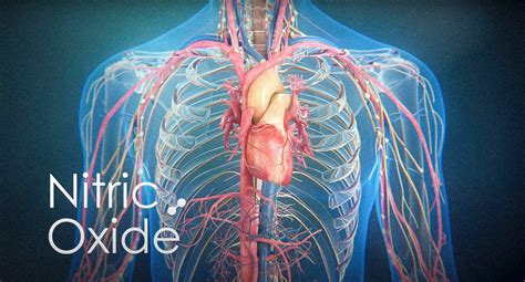Nitric Oxide S Molecule Of The Year Which Keeps Your Blood Vessels Healthy Boosts