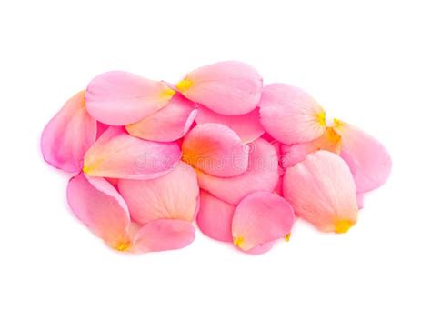 Beautiful Pink Rose Petals In Basket Stock Photo Image Of Close