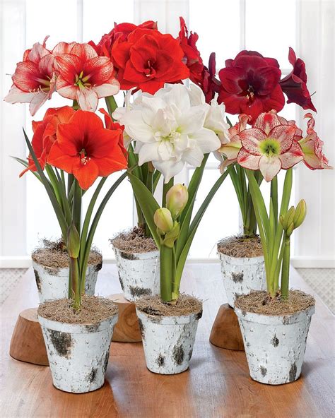 Potted Amaryllis For Sale 4 Varieties In Birch Pots