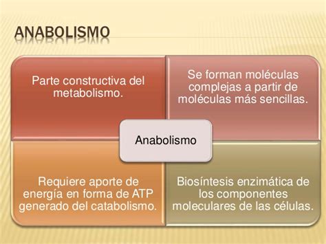 Cuadros Comparativos Entre Anabolismo Y Catabolismo Cuadro Images