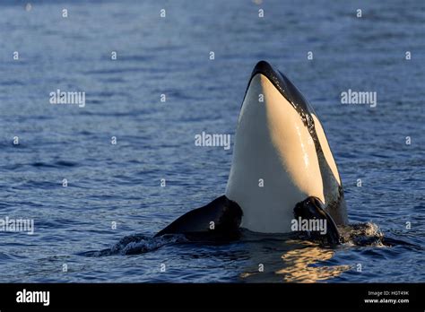 Killer Whale Orcinus Orca Head Hi Res Stock Photography And Images Alamy