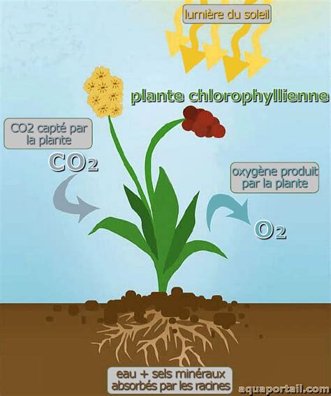 Chlorophyllien définition illustrée avec explications AquaPortail