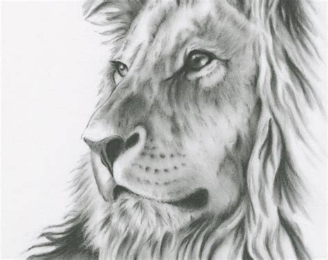 Charcoal Drawing 8x10 Original Lion Art Lion Drawing Lion Sketch
