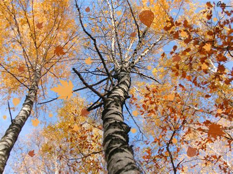 The Season For Daydreaming 3 Autumn Scenes Scene Wallpaper Nature
