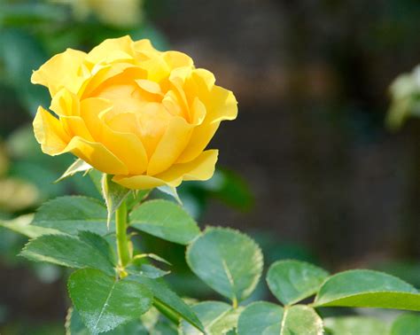 Beautiful Yellow Rose Birds And Blooms
