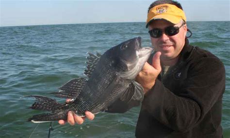 Fishing For Beginners How To Fish For Black Sea Bass Fishtalk Magazine