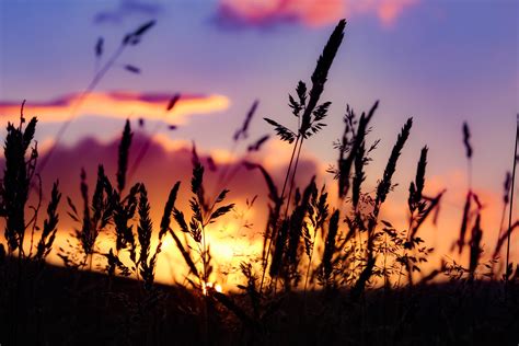 Free Images Landscape Plant Sky Sun Sunrise Sunset Field Wheat