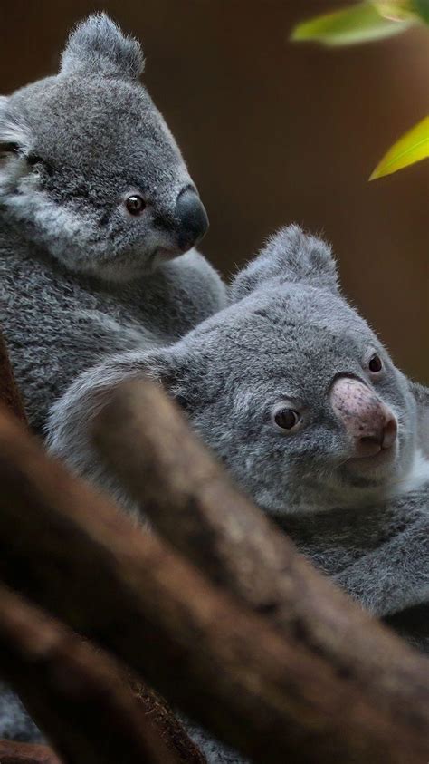 Koala Iphone Wallpapers Top Free Koala Iphone Backgrounds
