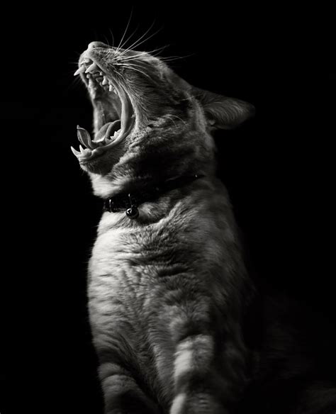 Trois poèmes (de 1847 à 1857). TOP 25 des photos de chats en noir et blanc - Yummypets