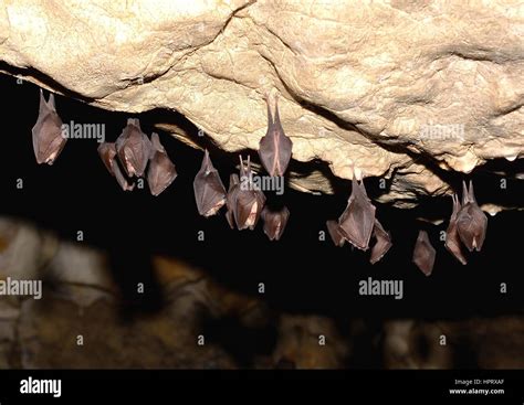 Lesser Horseshoe Bat Rhinolophus Hipposideros In Cave Stock Photo Alamy