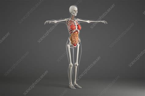 An organ is a collection of tissues that have a specific role to play in the human body. Female internal organs - Stock Image - F018/1209 - Science ...