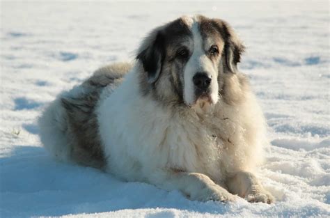 Pyrenean Mastiff A Z Animals