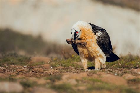 Bearded Vulture Facts Critterfacts