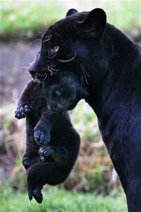 Black Panther With Cub