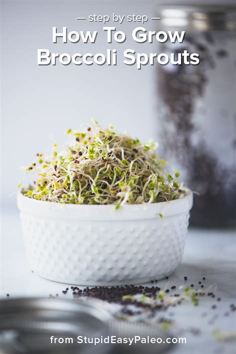 How To Grow Broccoli Sprouts At Home Steph Gaudreau