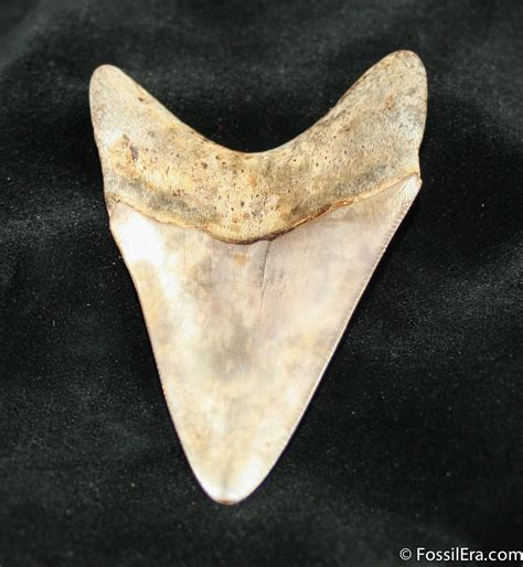 291 Inch Megalodon Tooth From Georgia 868 For Sale