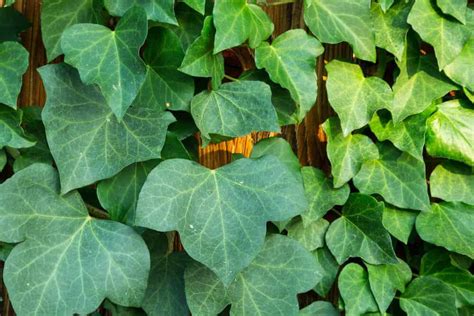 15 Different Types Of Ivy Plus Essential Facts