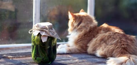 Why Are Cats Afraid Of Cucumbers See What Scares Them Petstime