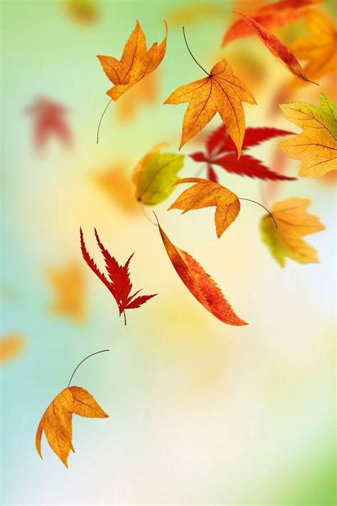 Fall Leaf Wallpapers For Mobile Wallpaper Cave