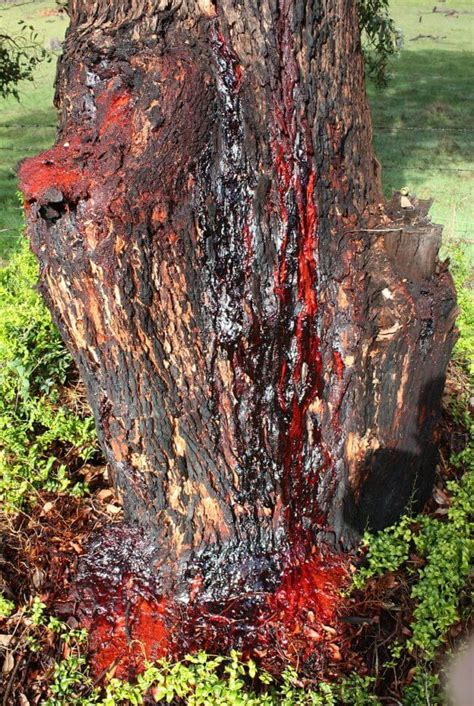 When You Cut Down The Bloodwood Tree Something Pretty