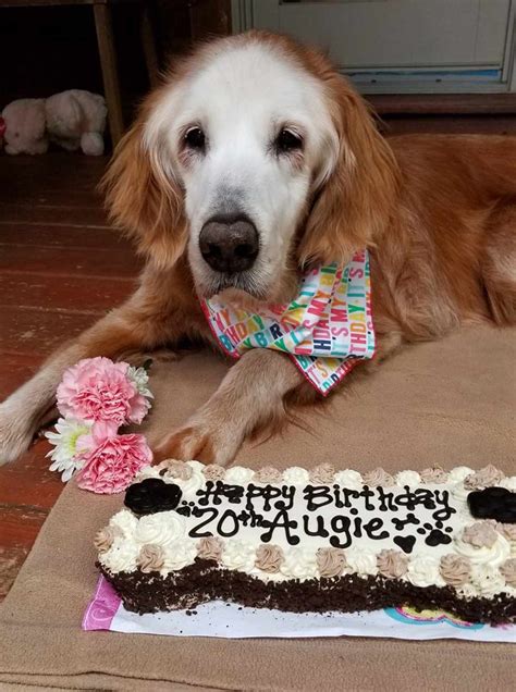20 Year Old Dog Becomes Oldest Golden Retriever In History