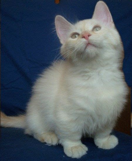 10 cat breeds for the active home munchkin cat munchkin kitten cat breeds