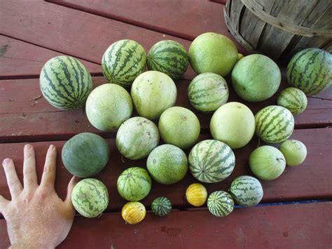 Colorado Red Seeded Citron X Watermelon Hybrids Homegrown Goodness