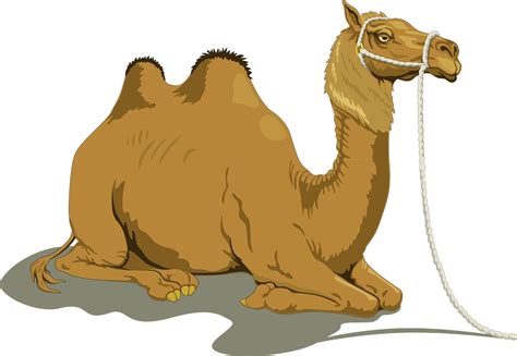 Cartoon Of Camels Drometary Graphis