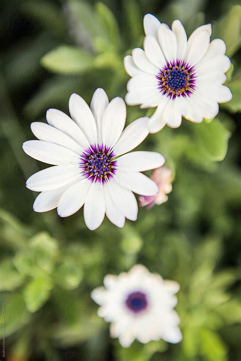 White Daisy With Purple Centre By Stocksy Contributor Andrew Urwin