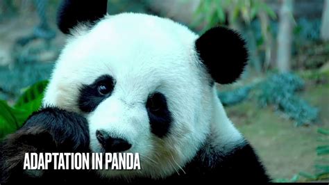 Adaptation In Panda Panda Adaptation Factsanimals Adaptation Panda