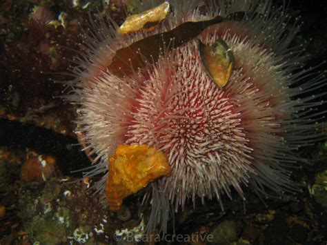 Edible Sea Urchin 752 Beara Creative