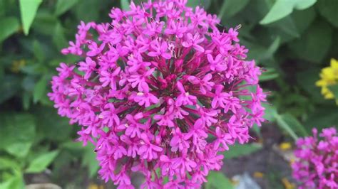 Clusters Of Tiny Pink Flowers Blooming In Garden Pinkflowers
