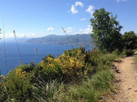 Le piante mediterranee sono per la maggior parte arbusti e fiori che crescono nelle zone calde e asciutte limitrofe ai mari. sentiero liguria | La Mia Liguria