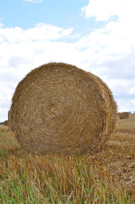 Hay Bales 13 Free Photo Download Freeimages