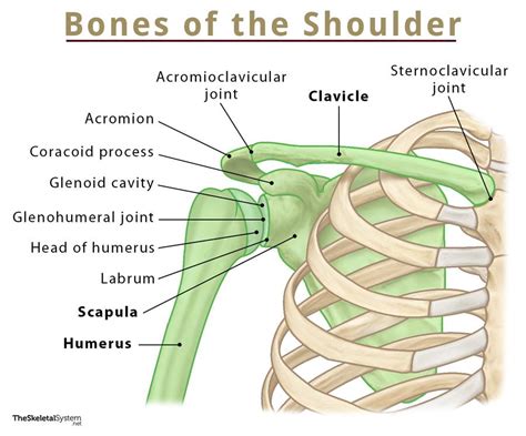 Shoulder Bones Names Anatomy Labeled Diagram
