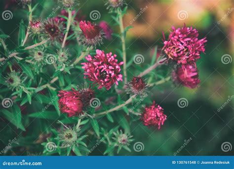 Last Autumn Purple Flowers Among Green Leaves On A Cool Pochmmyrny