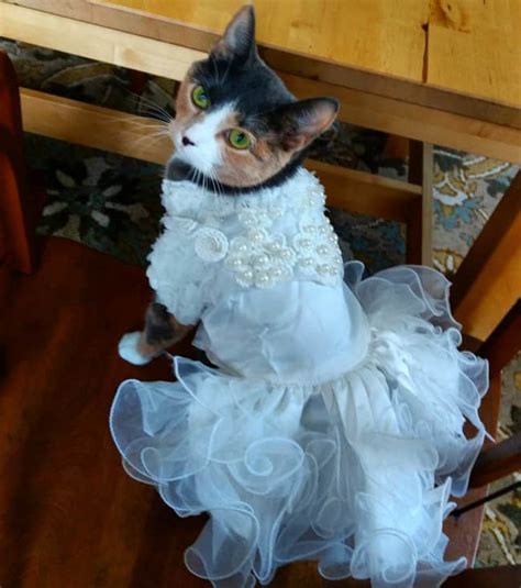 Cute Animal Wedding Photos That Will Melt Your Heart