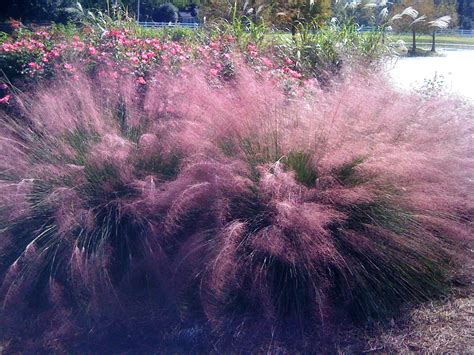Gulf Coast Muhly Is Showiest Of Fall Ornamental Grasses Lsu Agcenter